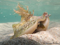 Lambi posing in the natural reserve of Petite-Terre by Alex Zeni 